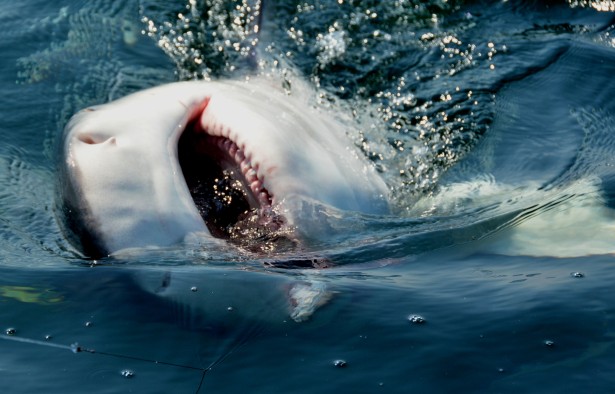 Sometimes big bull sharks come to the surface gnashing their teeth.