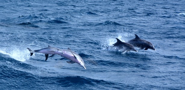 wild dolphins jumping