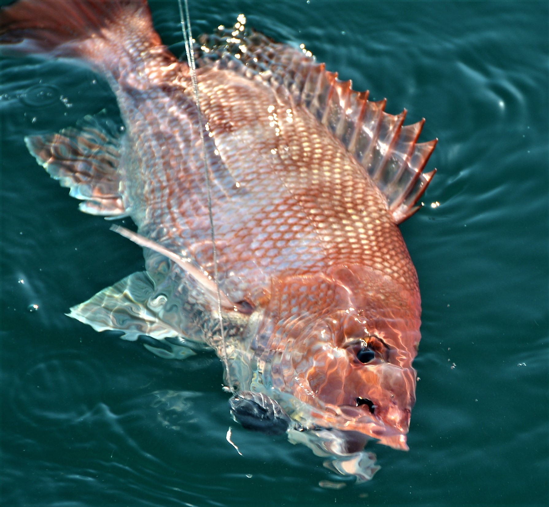 barbless-hook-red-snapper-fishing - Distraction Charters
