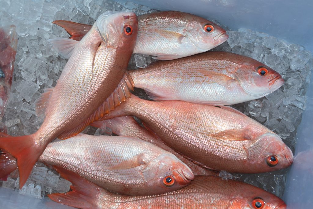 vermilion-snapper - Distraction Charters